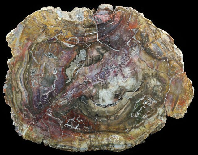 Petrified Wood Round - Top Quality With Purple Hues #51273